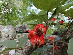 Erythrina breviflora