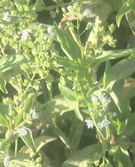 Veronica anagallis-aquatica