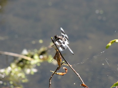 Libellula forensis