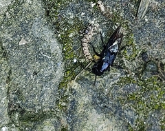 Staphylinini
