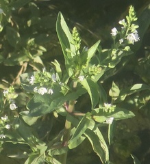 Veronica anagallis-aquatica