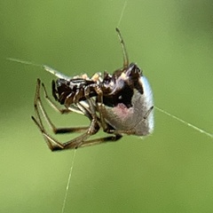 Argyrodes elevatus