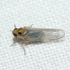 Delphacidae
