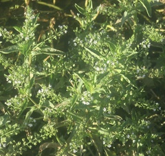 Veronica anagallis-aquatica