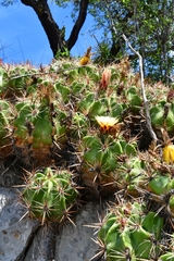 Ferocactus robustus