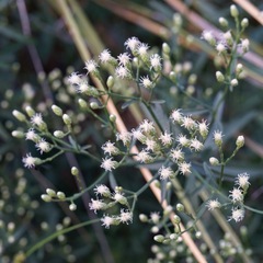 Baccharis thesioides