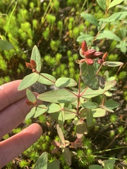 Hypericum fraseri