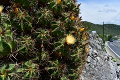 Ferocactus robustus