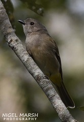 Pachycephala pectoralis