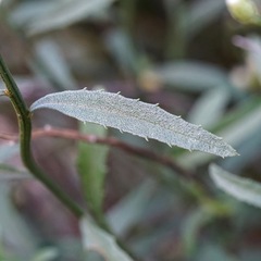 Baccharis thesioides