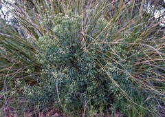 Baccharis thesioides