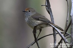 Acanthiza pusilla