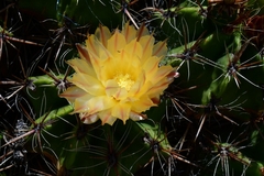 Ferocactus robustus