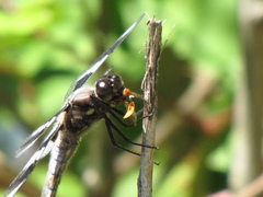 Libellula forensis