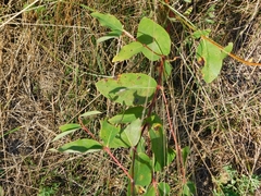 Apocynum androsaemifolium