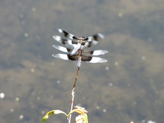 Libellula forensis
