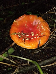 Amanita muscaria flavivolvata