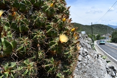 Ferocactus robustus