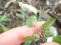 Coprosma