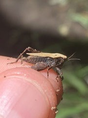 Tettigidea lateralis