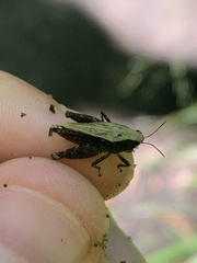 Tettigidea lateralis
