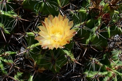 Ferocactus robustus