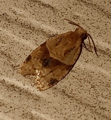 Clepsis peritana
