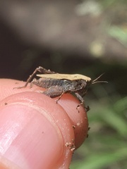 Tettigidea lateralis
