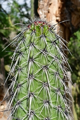 Lemaireocereus hollianus