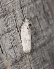 Antaeotricha