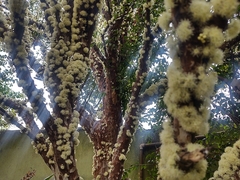 Plinia cauliflora