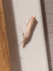 Agriphila straminella