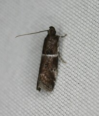 Quasisalebria atratella