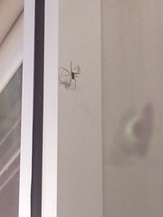 Trachelas tranquillus