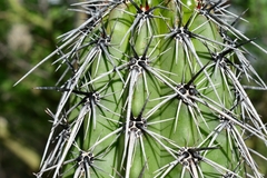 Lemaireocereus hollianus