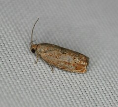 Cydia latiferreana