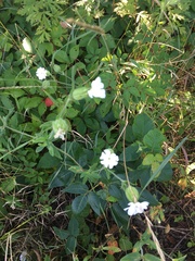 Silene latifolia
