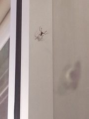 Trachelas tranquillus