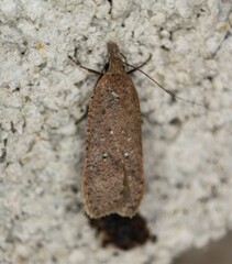 Dichomeris ventrellus