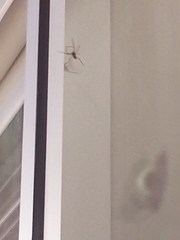 Trachelas tranquillus