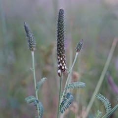 Dalea albiflora