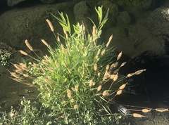 Polypogon monspeliensis