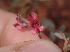 Indigofera georgei