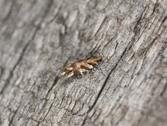 Aristotelia roseosuffusella