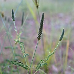 Dalea albiflora