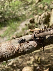 Chrysobothris femorata
