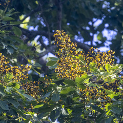 Pterocarpus marsupium