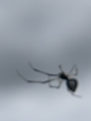 Argyrodes elevatus