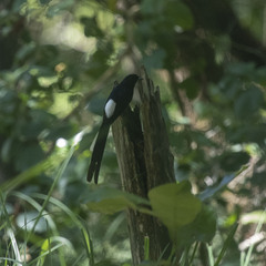 Copsychus malabaricus