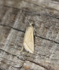 Microtheoris vibicalis